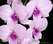Pink Orchid Group...