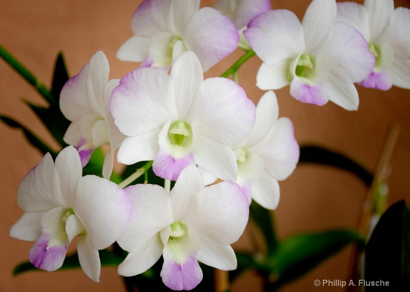 White Orchid Group