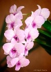 Spray of Orchids