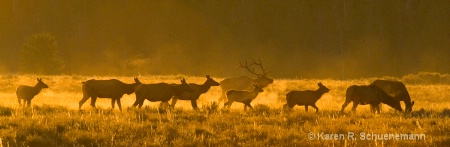Elk at Sunrise