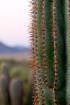 Saguaro 