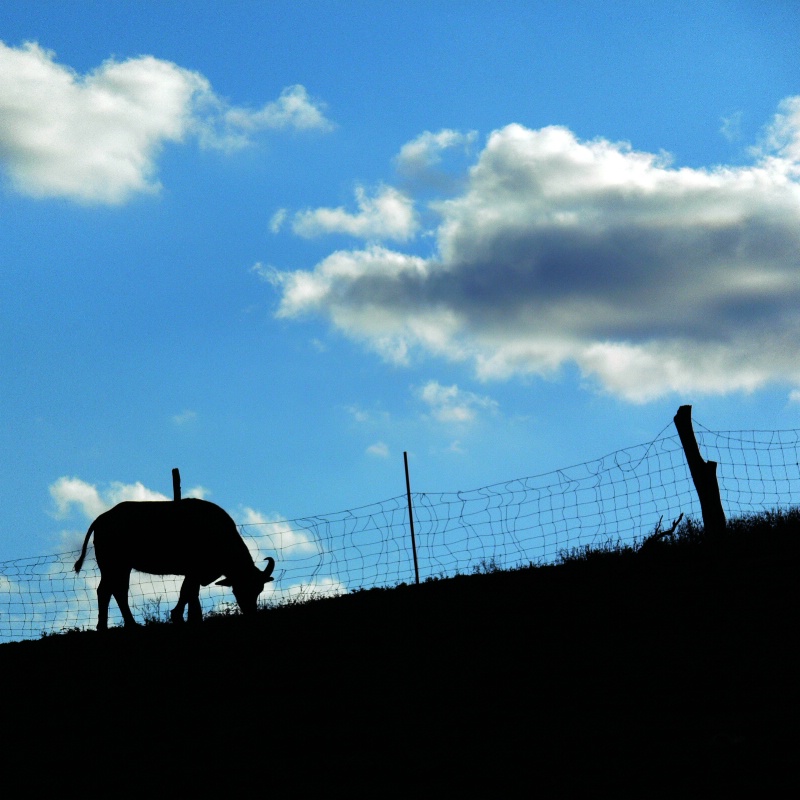 Farm Image