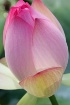 Lotus Fold