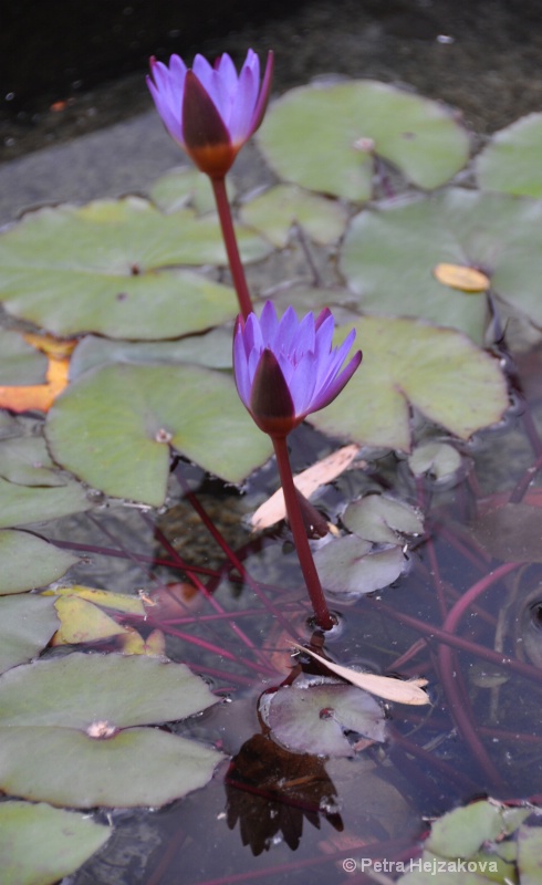 Water Lily - After 2: Soft Polarizer