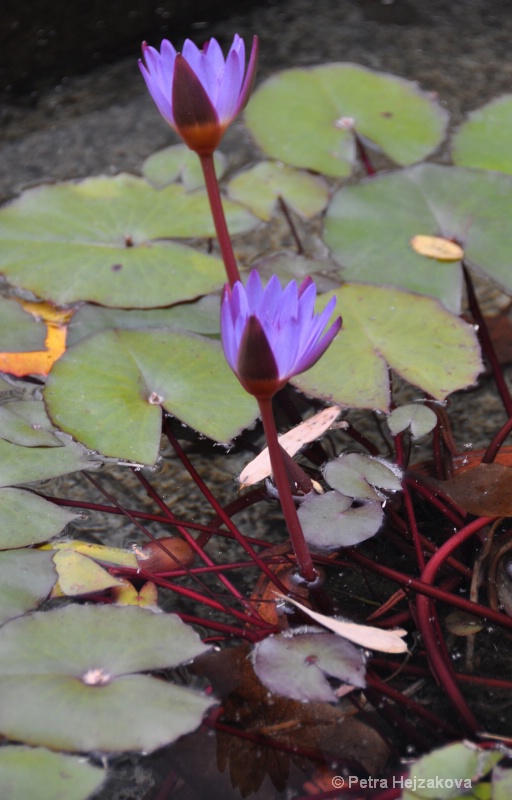 Water Lily - After: Full Polarizer