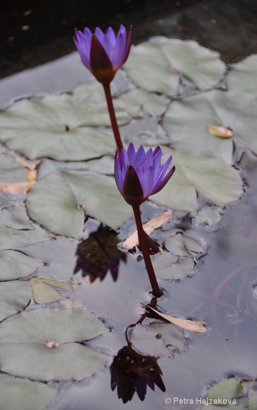Water Lily - Before