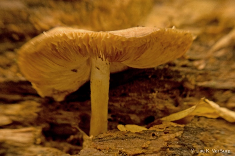 Walk in Woods 7  fungi
