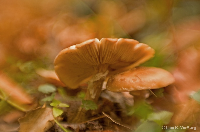 Walk in Woods 8 fungi
