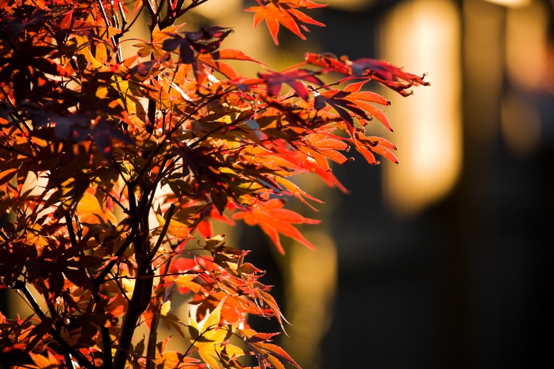 Backlit Japanese Maple