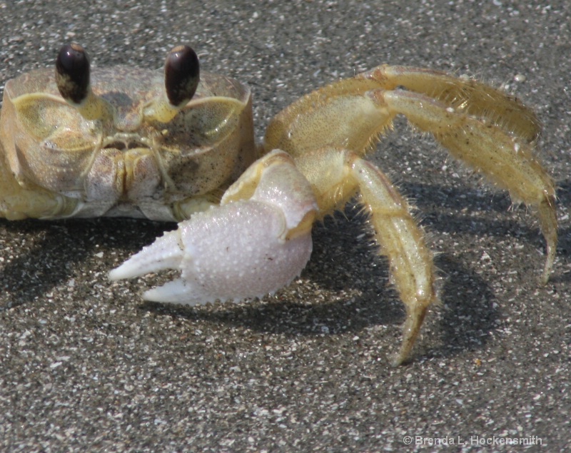 Ghost Crab Enlarged