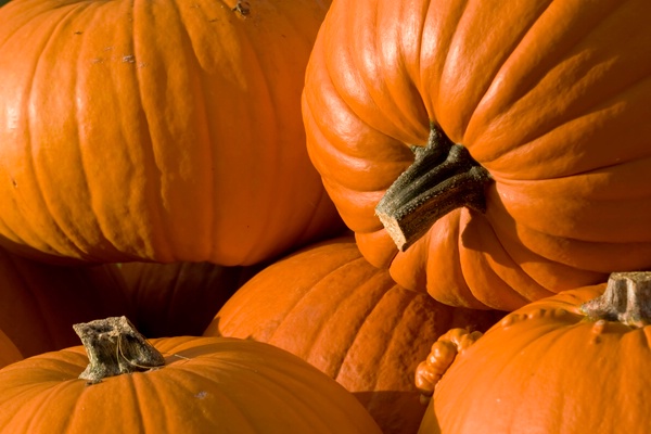  Pumpkins for Fall - ID: 7265136 © John Singleton