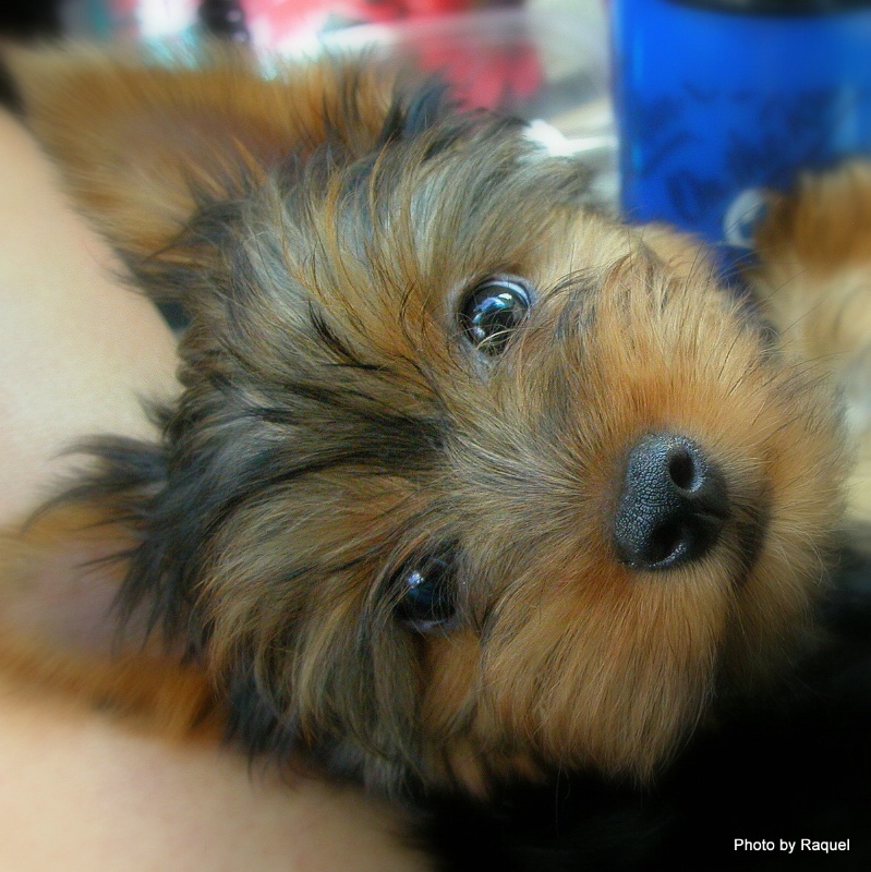 Endearingly Yorkie