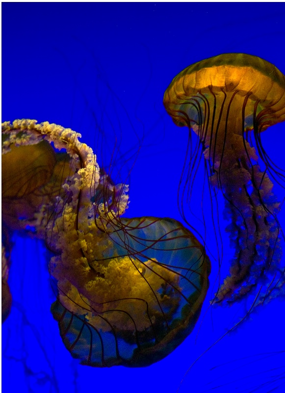 Jellyfish Jumble