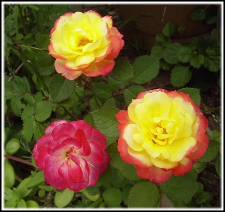 Abby's Roses