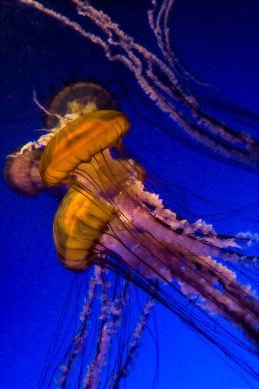 Jumble of Jellyfish 2