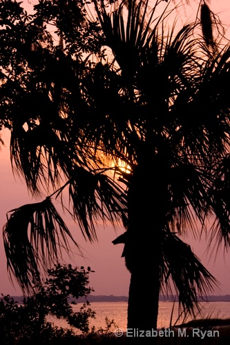 Sunset palmetto