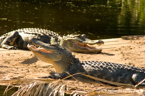 Crossed gators