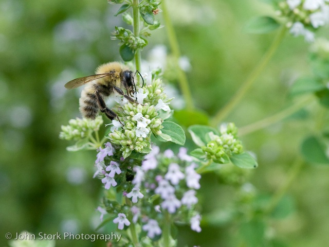 Bee at the Marjoram
