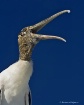 wood-stork