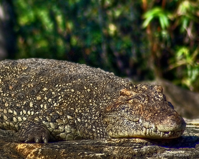 sleeping-croc