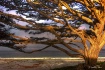 Cypress Tree 