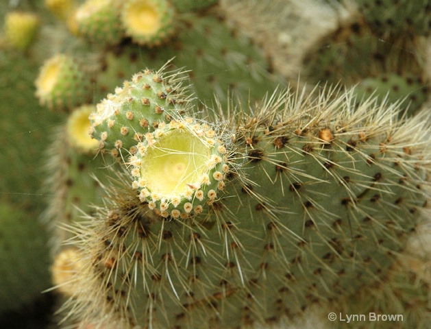 cactus flower 2