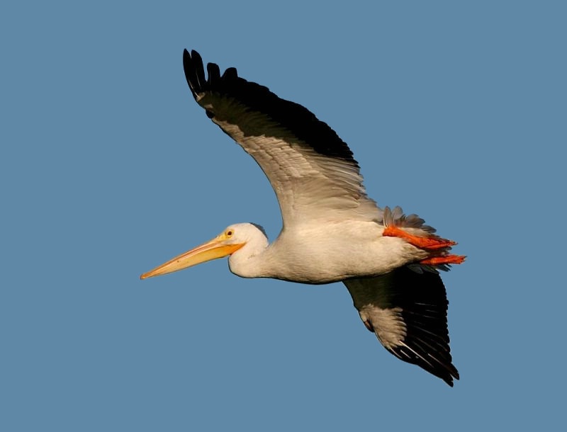 Pelican Flight 02