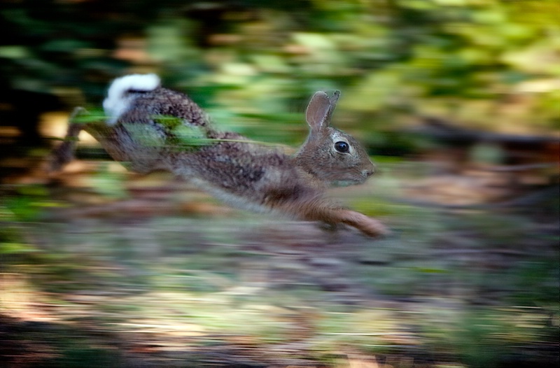 Rabbit on the run