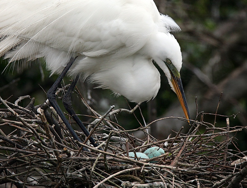 Checking on Eggs