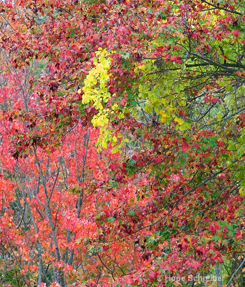 Berkshire leaves
