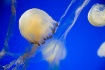 Jellyfish in Blue
