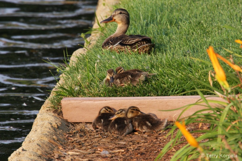 keep all of your ducks in a row - ID: 7302351 © Terry Korpela