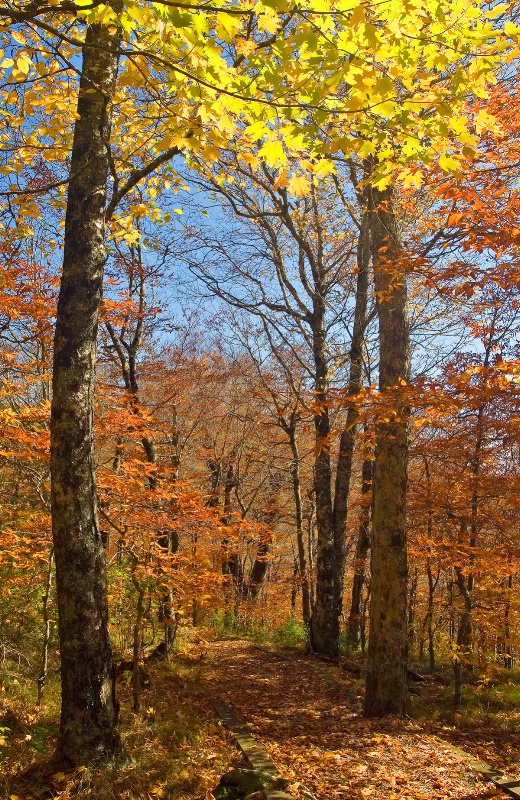 An Autumn Trail