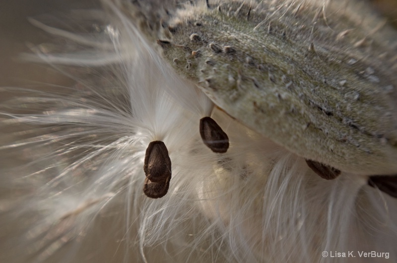 milkweed seed pods 4