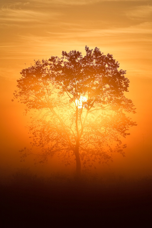 Rising sun through tree, Richmond, Texas