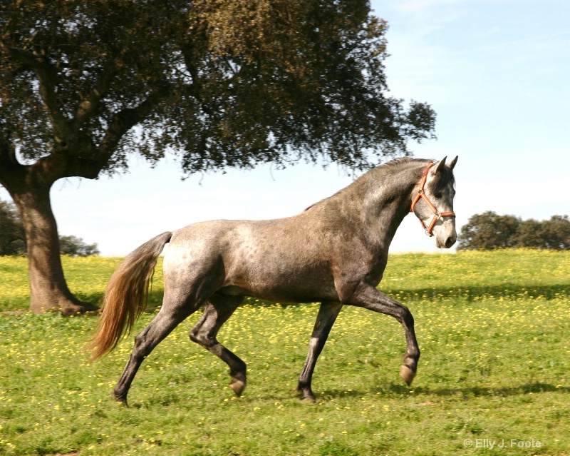 Extremadura stallion 5