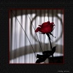 The ROSE