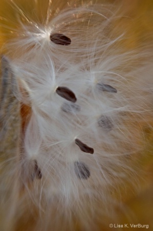 milkweed seed pods 7