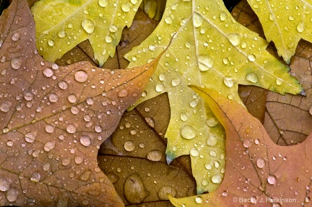 Soft Rain