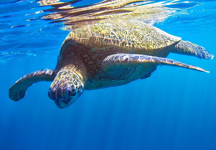 Sea Turtle