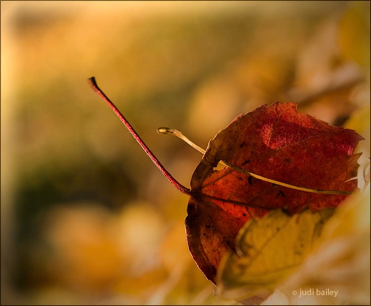 " Romance of  Autumn"