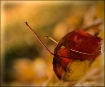 " Romance of ...