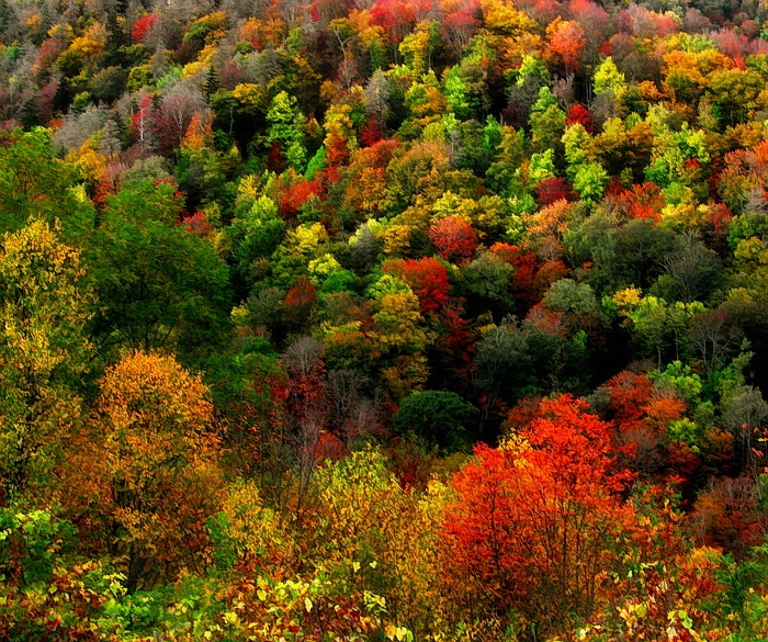 Fall Splendor