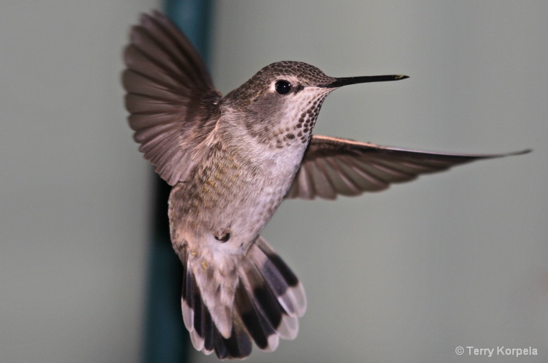 Anna's Hummingbird - ID: 7310970 © Terry Korpela