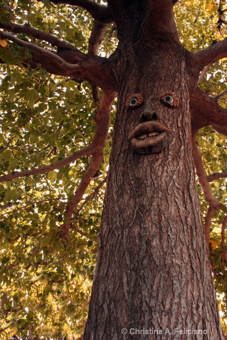 Face of a Tree