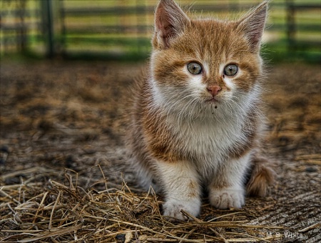 Country Kitten