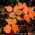 © Carmen B. Sewell PhotoID # 7315592: Orange Leaves