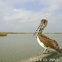 © Carmen B. Sewell PhotoID # 7315798: Brown Pelican