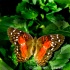 © Carmen B. Sewell PhotoID # 7315812: Butterfly