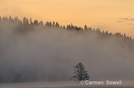 Morning Fog in Hayden Valley - ID: 7316074 © Carmen B. Sewell